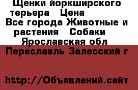 Щенки йоркширского терьера › Цена ­ 20 000 - Все города Животные и растения » Собаки   . Ярославская обл.,Переславль-Залесский г.